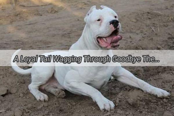 A Loyal Tail Wagging Through Goodbye The Heartbreaking Story of a Dogs Final Moments Without His Beloved Owner